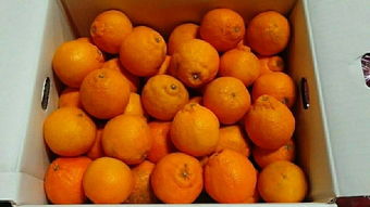 日本蔬菜代購指南 價格、二手市場與選購技巧